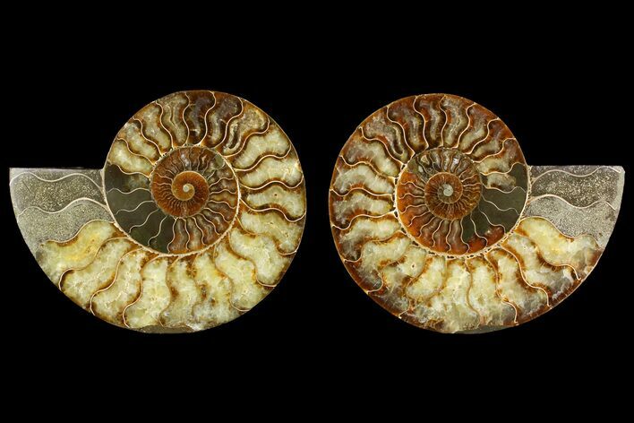 Agate Replaced Ammonite Fossil - Madagascar #158310